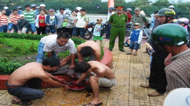  Phú Yên: Mổ heo rừng ngay giữa công viên 