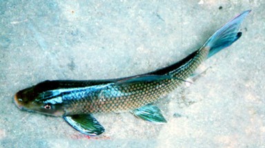 Đại gia Việt và các món ăn "đẳng cấp" năm 2012