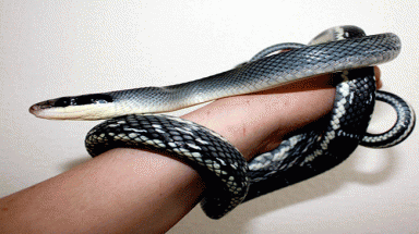 Đồng Nai: Bán rắn cầu may?