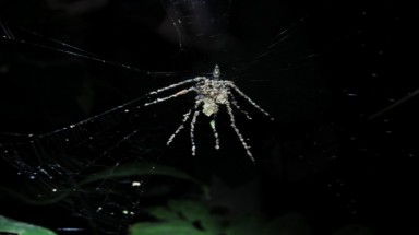   Loài nhện mang xác chết giả để ngụy trang