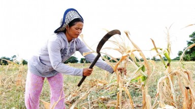 Ninh Thuận chuyển đổi gần 1.200 ha cây trồng trên vùng đất khô hạn