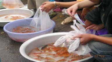 Bến Tre: Chưa thể thay thế túi nylon cho các tàu đánh bắt hải sản