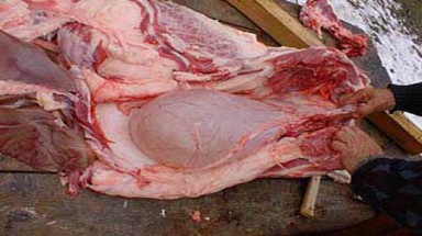 Sắp “được” ăn nội tạng động vật... ngoại!