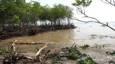 Tiền Giang phòng chống mặn, bảo vệ 29.000 ha lúa