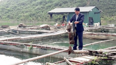  Triển vọng nuôi trai nước ngọt lấy ngọc tại Hồ Núi Cốc 