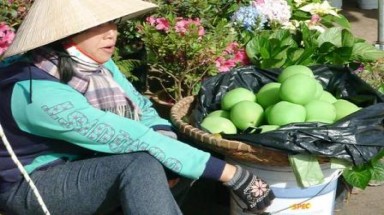 Ổi thường bơm hóa chất thành ổi tiên