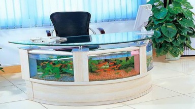 Cách đặt bể cá mang lại tài lộc