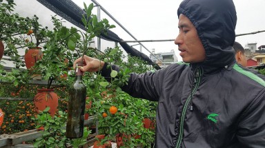  Độc đáo quất cảnh mọc từ chai thuỷ tinh