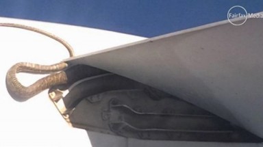     Rắn 3 mét bám trên cánh máy bay
