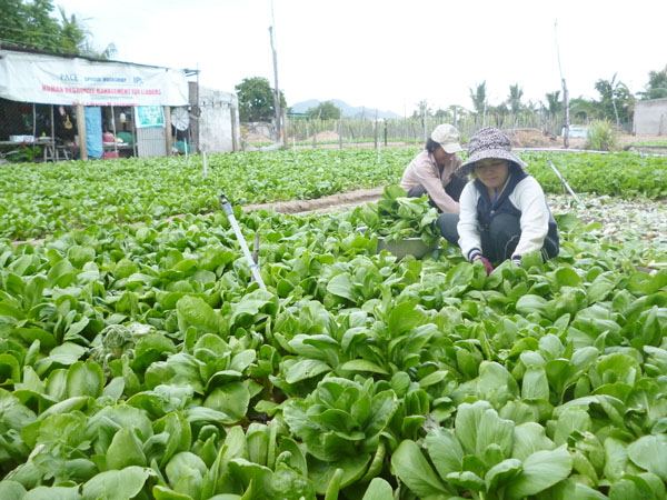 Công bố nhãn hiệu tập thể “Rau an toàn Văn Hải”