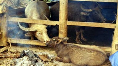 Cơ hàn vì đâu nên nỗi?