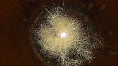   Bạc Liêu: Hoa “thần” chữa bách bệnh là rong tảo nước ngọt 