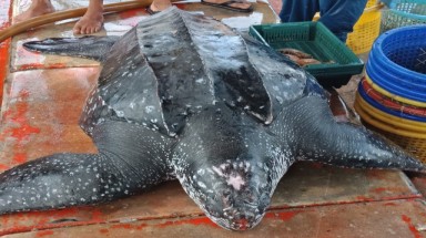Rùa da quý hiếm nặng hơn 200 kg chết ở vùng biển Phú Quốc