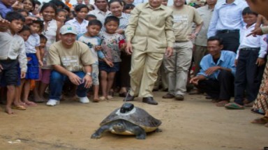  Rùa ‘hoàng gia’ cõng thiết bị phát sóng
