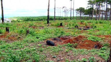 Khiển trách Chủ tịch UBND tỉnh Đắk Nông vì để mất rừng