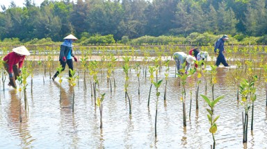Năm 2019: Xây dựng 1380 ngôi nhà an toàn và tái sinh 1386 ha rừng ngập mặn