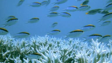    Tìm thấy san hô ở độ sâu 125m