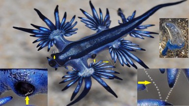  Ảnh đẹp lộng lẫy của sên Thần biển 