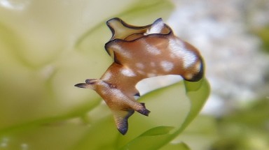  Vẻ đẹp lộng lẫy của loài sên biển