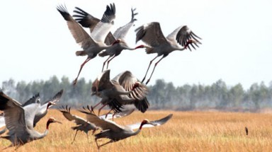     Vườn QG Tràm Chim: Thấp thỏm trước “mồi lửa”…. con người