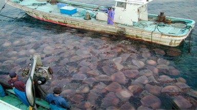 Sứa không thể "xâm lăng" địa cầu