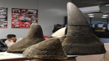  Thái Lan bắt giữ một người Việt mang sừng tê giác 