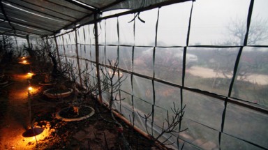 Sưởi ấm cho hoa đào