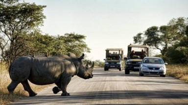  Tìm thấy xác 8 con tê giác tại ở Nam Phi