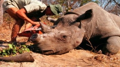    Số tê giác bị săn trộm tại Nam Phi lên con số kỷ lục