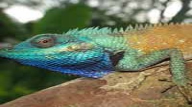  Phát hiện loài thằn lằn sặc sỡ mới ở Việt Nam 