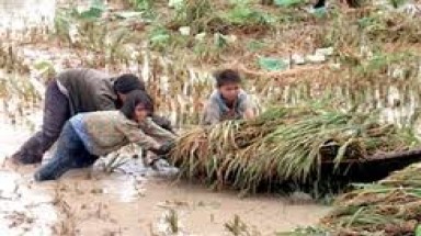 90% dân số Việt Nam chịu ảnh hưởng của bão