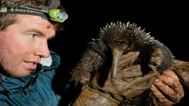  Động vật nguyên thủy có vú kỳ lạ đang ở Úc