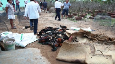  Cần Thơ: Lực lượng chức năng xông vào nhà dân để... tiêu hủy gà