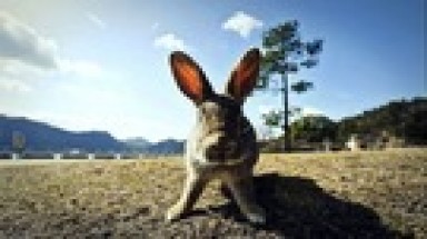  Khám phá những hòn đảo dành riêng cho mèo, thỏ, chuột