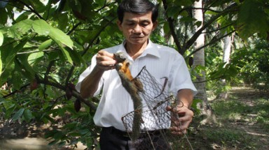  Sóc tung hoành vườn cây ăn trái Tiền Giang, Bến Tre