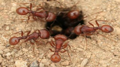  Dùng côn trùng để... tìm vàng