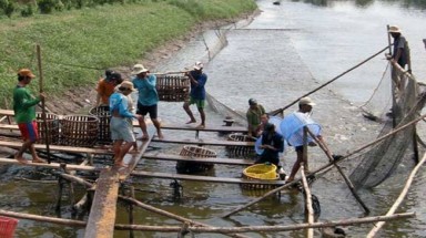 Cứ 1 héc ta lỗ 1 tỉ đồng vì nuôi cá tra