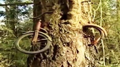  Phát hiện xe đạp mất tích 50 năm giữa thân cây