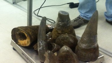  Bắt vụ vận chuyển 16,5 kg sừng tê giác