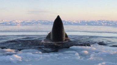  11 cá voi bị kẹt trong lớp băng