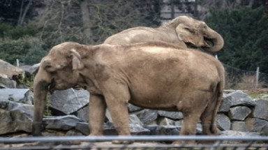  Vụ xử tử voi ở Pháp: Tổng thống sẽ không giải quyết