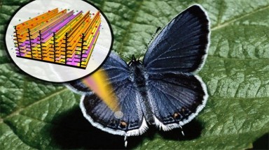 Khám phá kỳ diệu khiến động vật trở thành "đột biến"