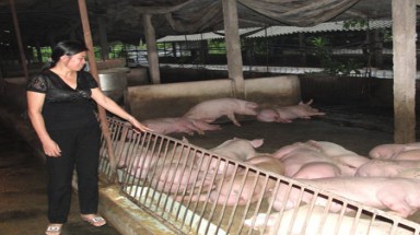 Có thể bị phạt 2 triệu đồng vì nuôi lợn, gà trong thành phố