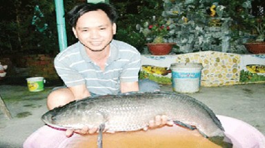  Vét mương bắt được cá lóc nặng 9 kg 