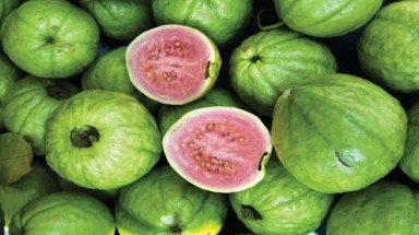 Chớ nên xem thường ổi nhỏ