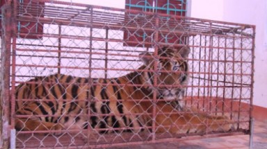 Nghệ An: Phát hiện hổ sống gần 2 tạ được nuôi trong dân