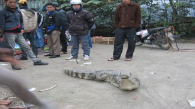  Kinh hoàng xẻ thịt cá sấu bán ngay trên vỉa hè