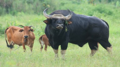  Thú vị chuyện "hôn phối" giữa bò tót với bò nhà