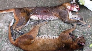  Nghệ An: Phát hiện 2 con beo bị bắn chết trên xe khách