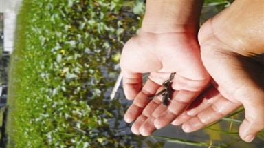  Vì đâu thương lái Trung Quốc mua tất tật thứ "bỏ đi" của Việt Nam?